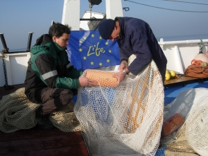 The grid used to reduce unwated catch of the Caretta caretta on bottom trawl nets