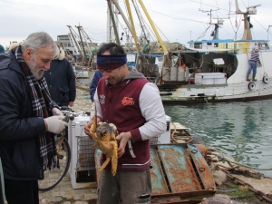 Tartaruga catturata accidentalmente e consegnata dal pescatore agli operatori TartaLife