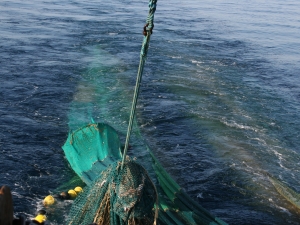 Twin trawl net hauling - TED detail