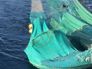 Twin trawl net hauling - TED detail