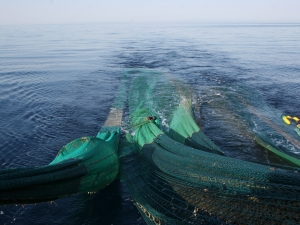 Twin trawl net hauling - TED detail