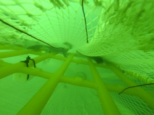 Underwater video of theTED grid during sea trials in North Adriatic sea